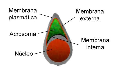 Descubre Todas Las Partes Del Espermatozoide ¡con Imágenes