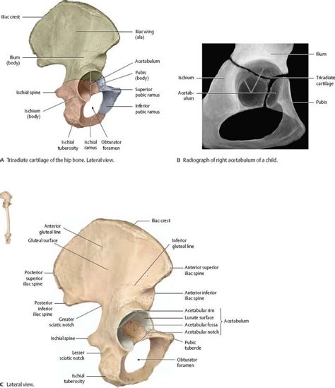 Hip And Thigh Atlas Of Anatomy Anatomy Muscle Anatomy Leg Anatomy