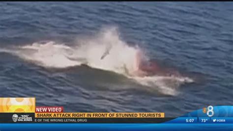 Shark Attack Right In Front Of Stunned Tourists