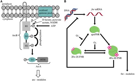 Frontiers Metabolic Engineering Of Escherichia Coli For Production Of