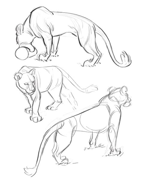 Lioness Sketches By Hnautumn On Deviantart