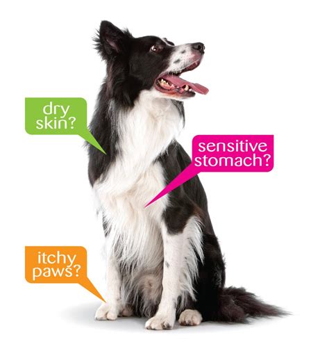 Lamb meal, chicken meal and fish meal. Common Canine Food Allergies - Chelsea Dogs Blog