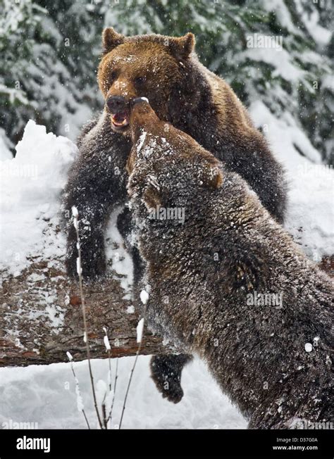 Two Brown Bears Ursus Arctos Play In Their Snowy Outdoor Enclosure In