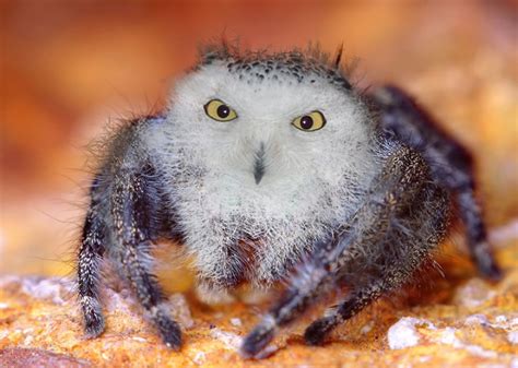 Lift your spirits with funny jokes, trending memes, entertaining gifs, inspiring stor… 41 Animal Hybrid Photoshop Creations Will Blow Your Mind ...