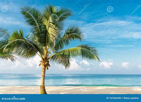 Beautiful Big Palm Tree On The Seashore Coconut Tropical Tree On The