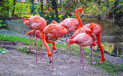 1920x1080px 1080p Free Download Pink Flamingos Beautiful Pink Birds