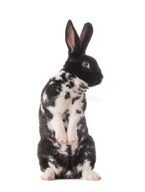 Spotted Black And White Bunny Stands On Its Hind Legs Isolated On A