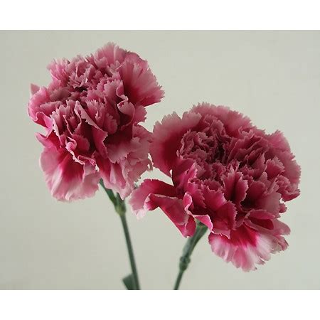 See more of エストネーション on facebook. 【生花】カーネーション テンダリー(白〜ローズピンク複色 ...