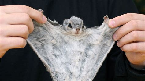 Endangered Animals Of The Eu Siberian Flying Squirrel Reurope