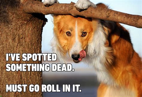Hilarious Dog Memes Youll Laugh At Every Time Readers Digest