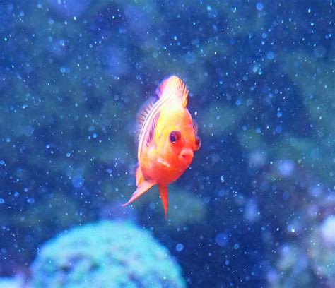 Maybe you would like to learn more about one of these? How often should I feed my fish? | REEF2REEF Saltwater and ...