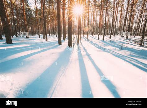 Sun Sunshine Sunlight Through Frosted Pine Trees Frozen Trunks Woods In
