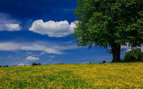 壁纸 树，草地，夏天，蓝色的天空，云 1920x1200 Hd 高清壁纸 图片 照片