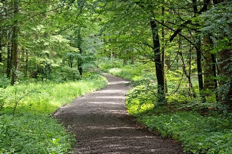 Path Forest Nature Free Photo On Pixabay Pixabay