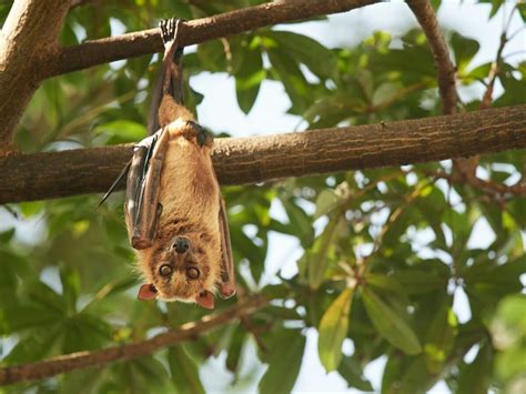 18 Cutest Bat Species Around The Globe Animals Around The Globe