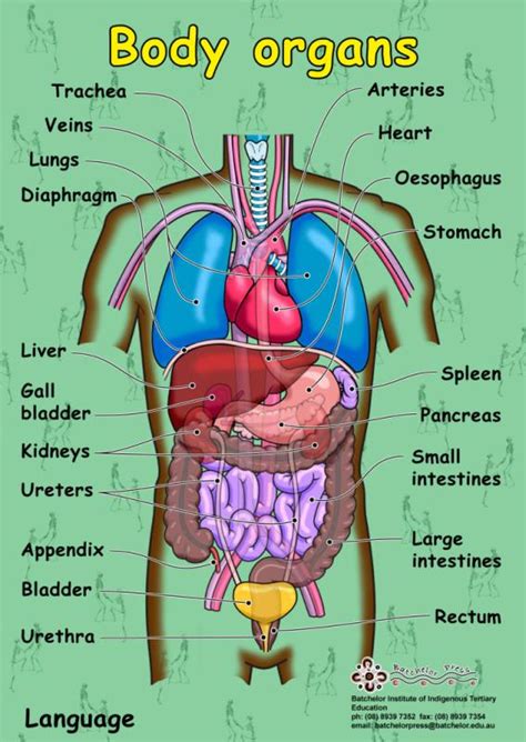 Gastrointestinal tract definition organs diagram. Body Organs Diagram | Template Business
