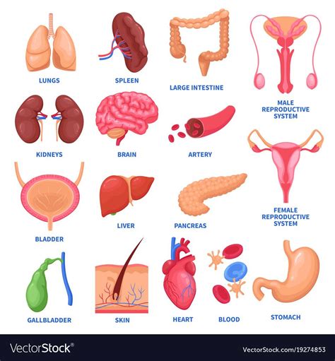 Chart Of Organs In The Body