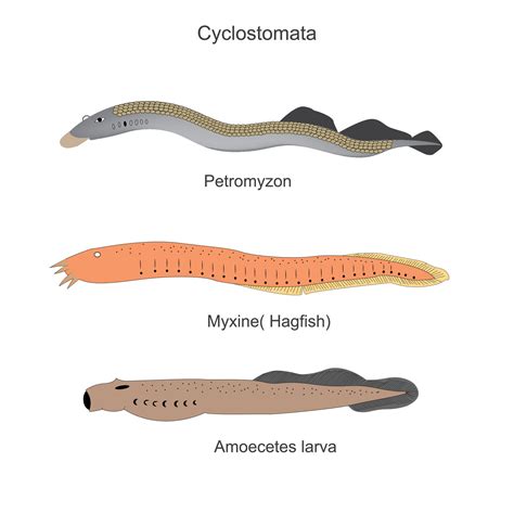 Cyclostomata A Group Of Vertebrates That Comprises The Living Jawless