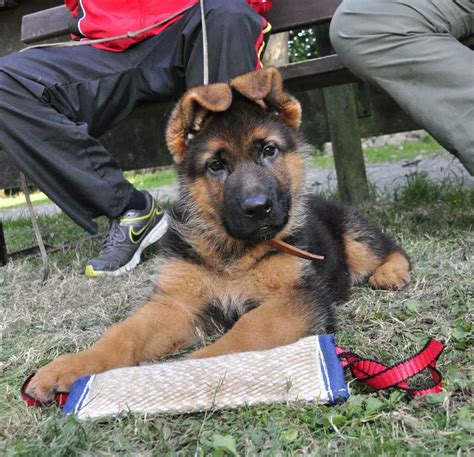 How Much Do German Shepherd Puppies Weigh Shepherdpedia
