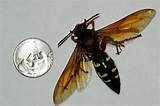 Images of Wasp Wiki