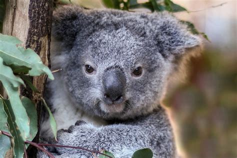 Newborn Koala Joey Survives Being Transferred To Surrogate Mums Pouch