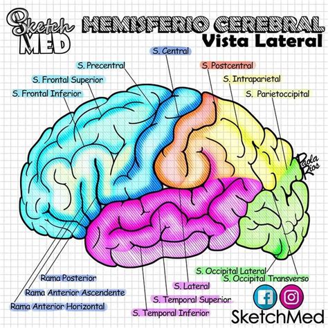 Hemisferio cerebral Anatomía médica Anatomia y fisiologia humana