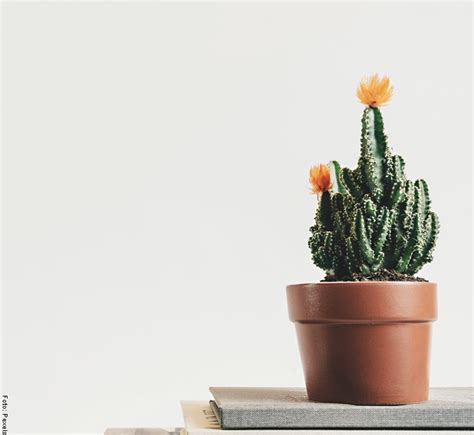 Cada maestro con su librito. Cómo cuidar un cactus para que crezca saludable | Vibra