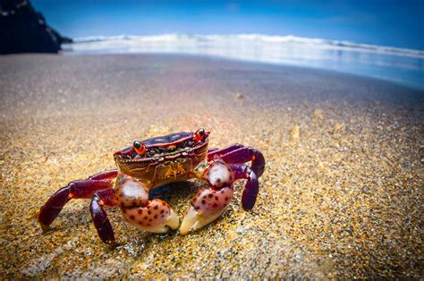 Image Purple Shore Crab Hemigrapsus Nudus Beach Sea Crabs 1920x1272