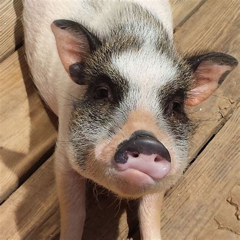 96 best The REAL Mini Pigs images on Pinterest | Mini pigs, Mini teacup