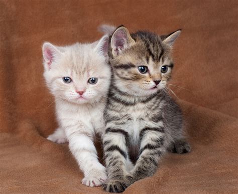 2 Lieve Kittens Gezocht Om Ons Warme Gezin Te Vervolledigen