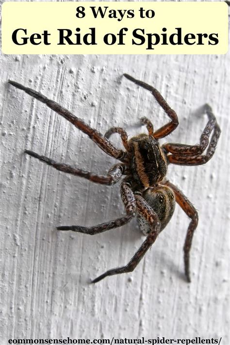 How To Get Rid Of Brown Recluse Spiders Once An Infestation Has Been