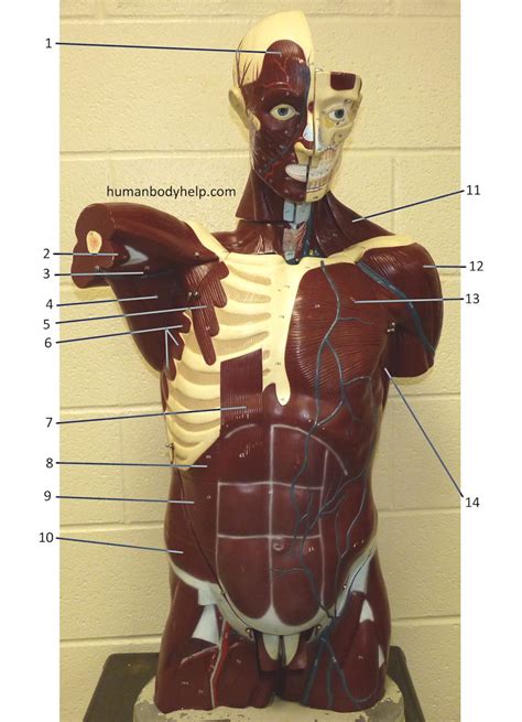 This is a table of muscles of the human anatomy. Torso (anterior) - Human Body Help