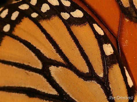 Monarch Butterfly Wing Close Up Flickr Photo Sharing