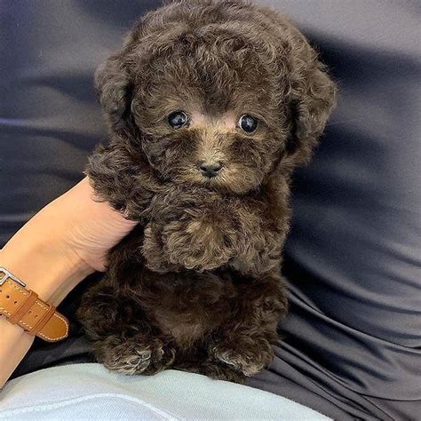 Poodle Cute Teacup Poodle Puppies For Sale Dogs For Sale Price