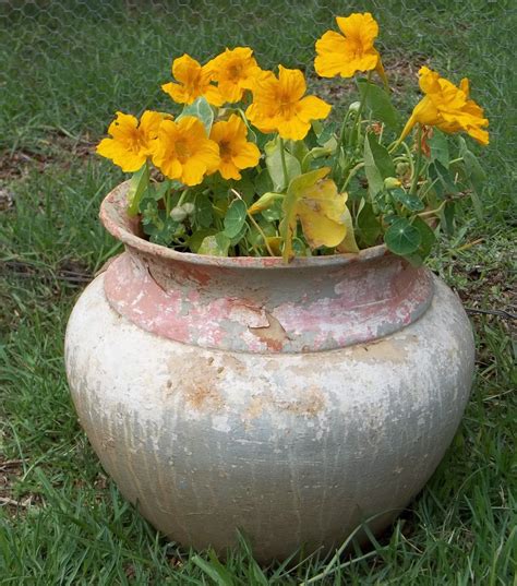 Drain the disinfectant water and allow your pots to drip dry. Gardening in Africa: The wonder of Nasturtiums