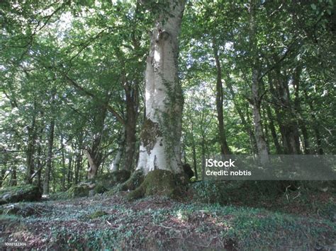 Giant Birch Tree In A Forest Of Creuse France Stock Photo Download