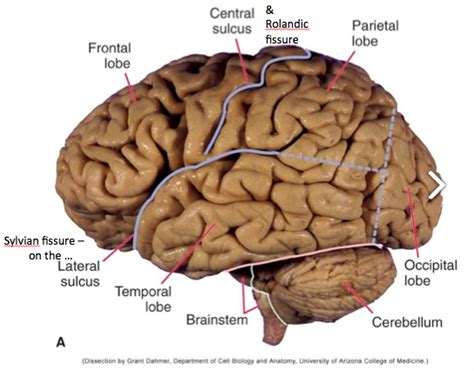 The Central Nervous System Speech And The Brain