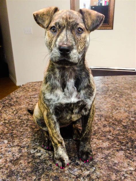 Brindle Pitbull puppy | Pitbull puppy, Puppies, Pitbulls