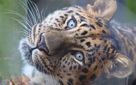Leopards Glance Snout Animals Leopard Eyes Cat Cats Wallpaper