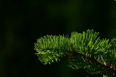 Pine Tree Branch Of Fir Needles Isolated At Black Background Stock