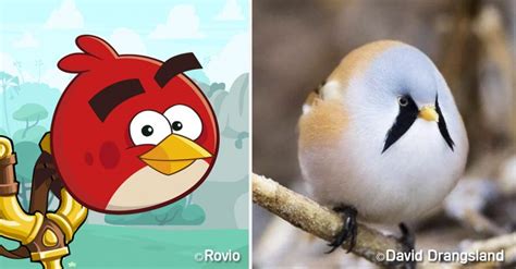 ¿existen Los Angry Birds En La Realidad Conoce Al Pájaro Bigotudo