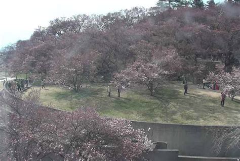 ライブカメラ検索マップ On Twitter 現在（2017年4月14日）の高遠城址公園の桜の様子。 長野県伊那谷 高遠城址公園や赤そばの