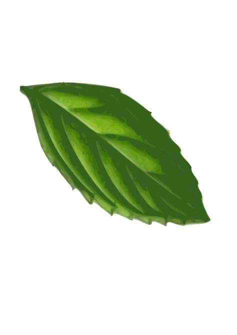 Mint Leaf Clip Art At Vector Clip Art Online Royalty Free