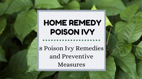 Home Remedy Poison Ivy 8 Poison Ivy Remedies And Preventive Measures