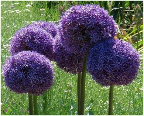 Allium giganteum Ail d ornement géant 15 graines Amazon fr Jardin