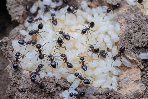 Pupating Ants Make Milk — And Scientists Only Just Noticed
