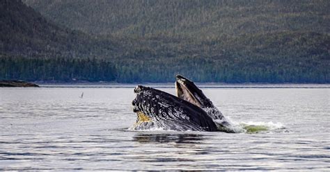 Ketchikan Whale Watching Tours | Best Places to Get Up… | ALASKA.ORG