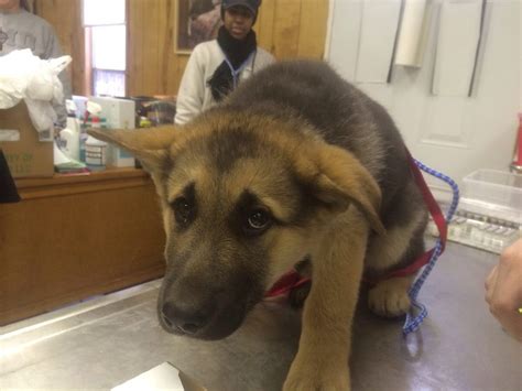 Met This Terrified German Shepherd Pup At A Shot Clinic This Weekend