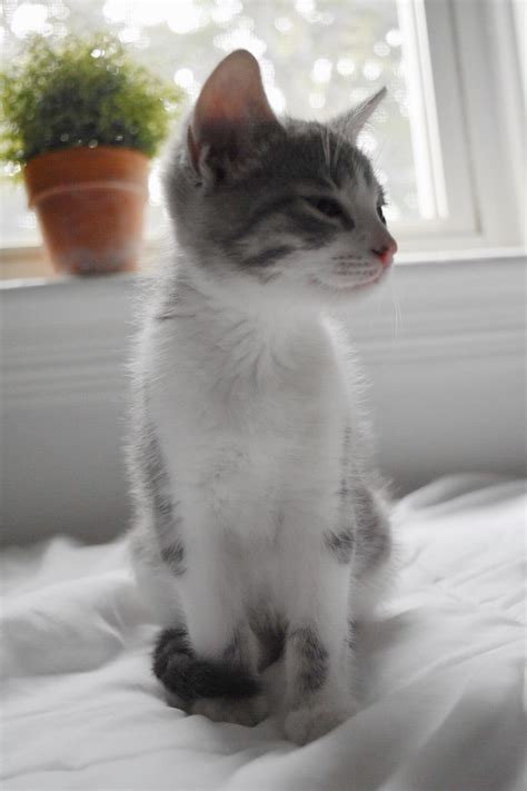 Cute Kitty Grey And White Cat White Tabby Cat Grey Tabby Kittens