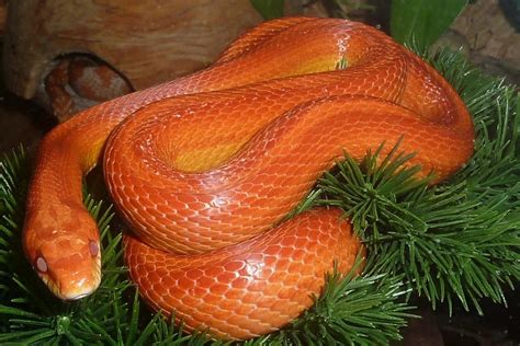 16 Snakes That Are Extinct And Critically Endangered A To Z List